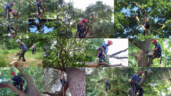 Tree Climbing（ツリークライミング）