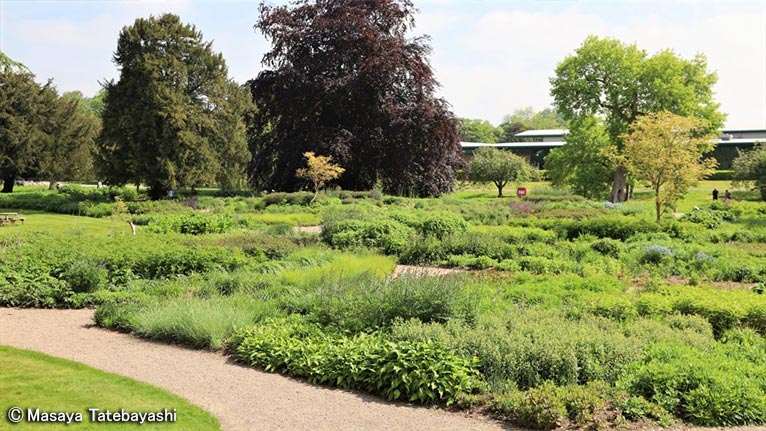 2020年6月16日～22日キューディプロマ修了舘林正也先生と行く英国ガーデンツアー英国王立園芸協会(RHS)の最新ガーデン＆憧れの有名デザイナーの名庭をめぐる旅(7日間)Trentham Gardens（Piet Oudolf デザイン)